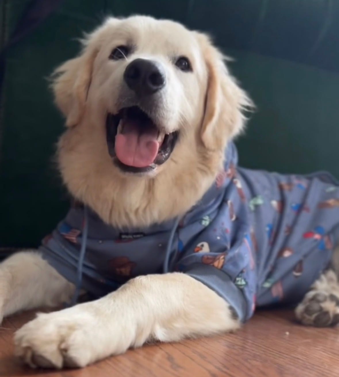 Customer photo review of The USA Dog Hoodie - Blue