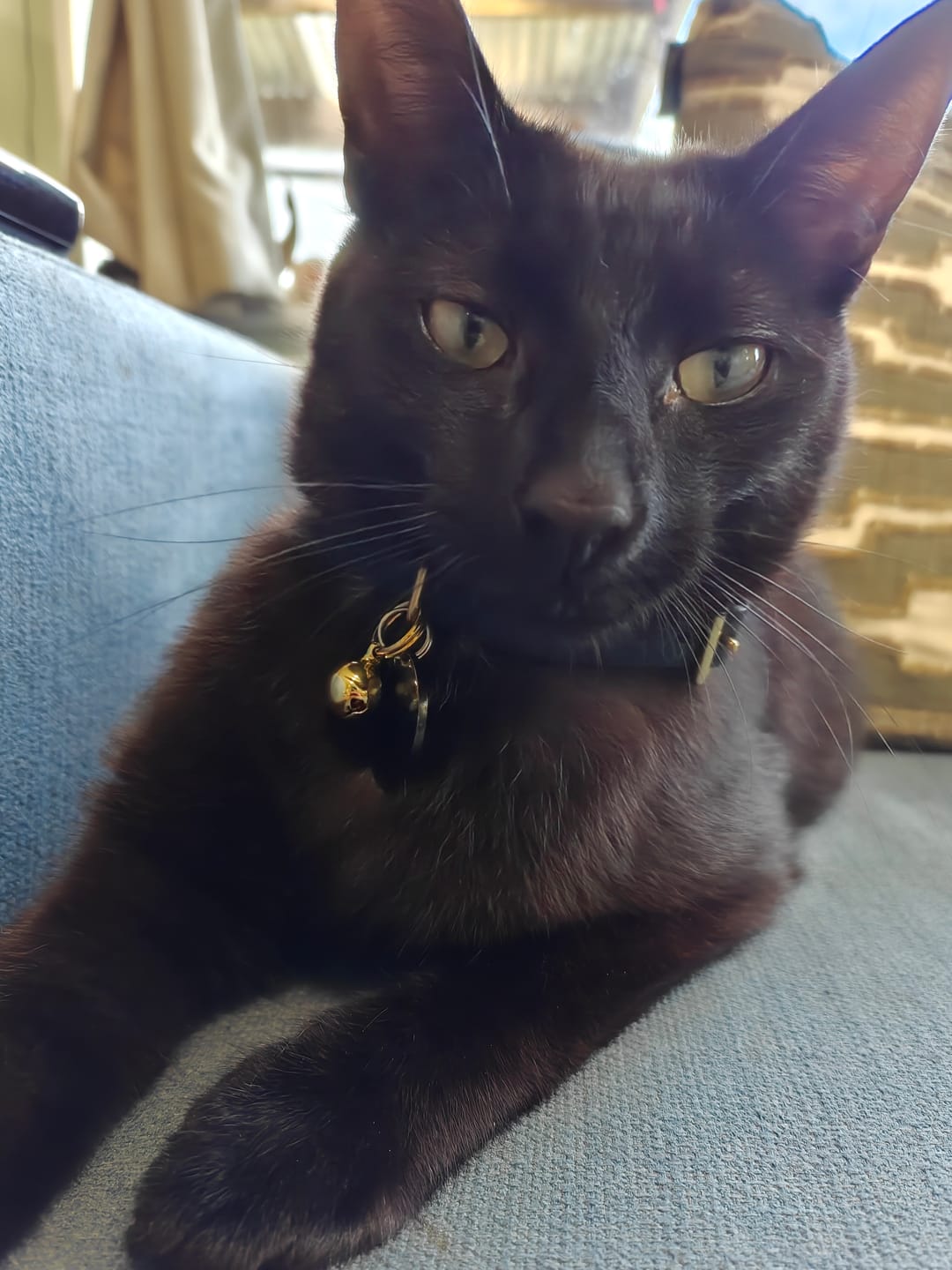Customer photo review of Leather Cat Collar with Nameplate - Custom Sized