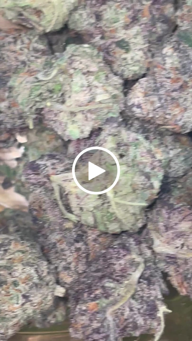 Customer video review of Bruce Banner THCA Flower (Premium)