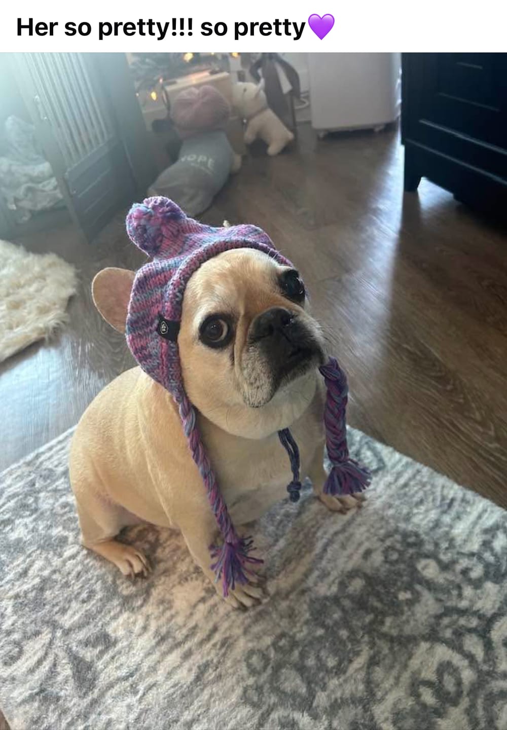 Customer photo review of Knit Pom Pom Dog Beanie Hat - Purple & Lavender