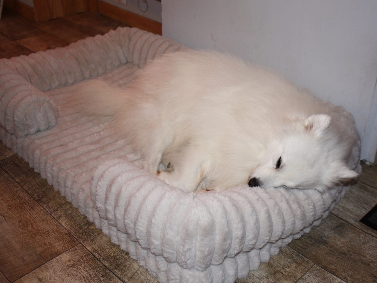 Customer photo review of Panier orthopédique pour chien