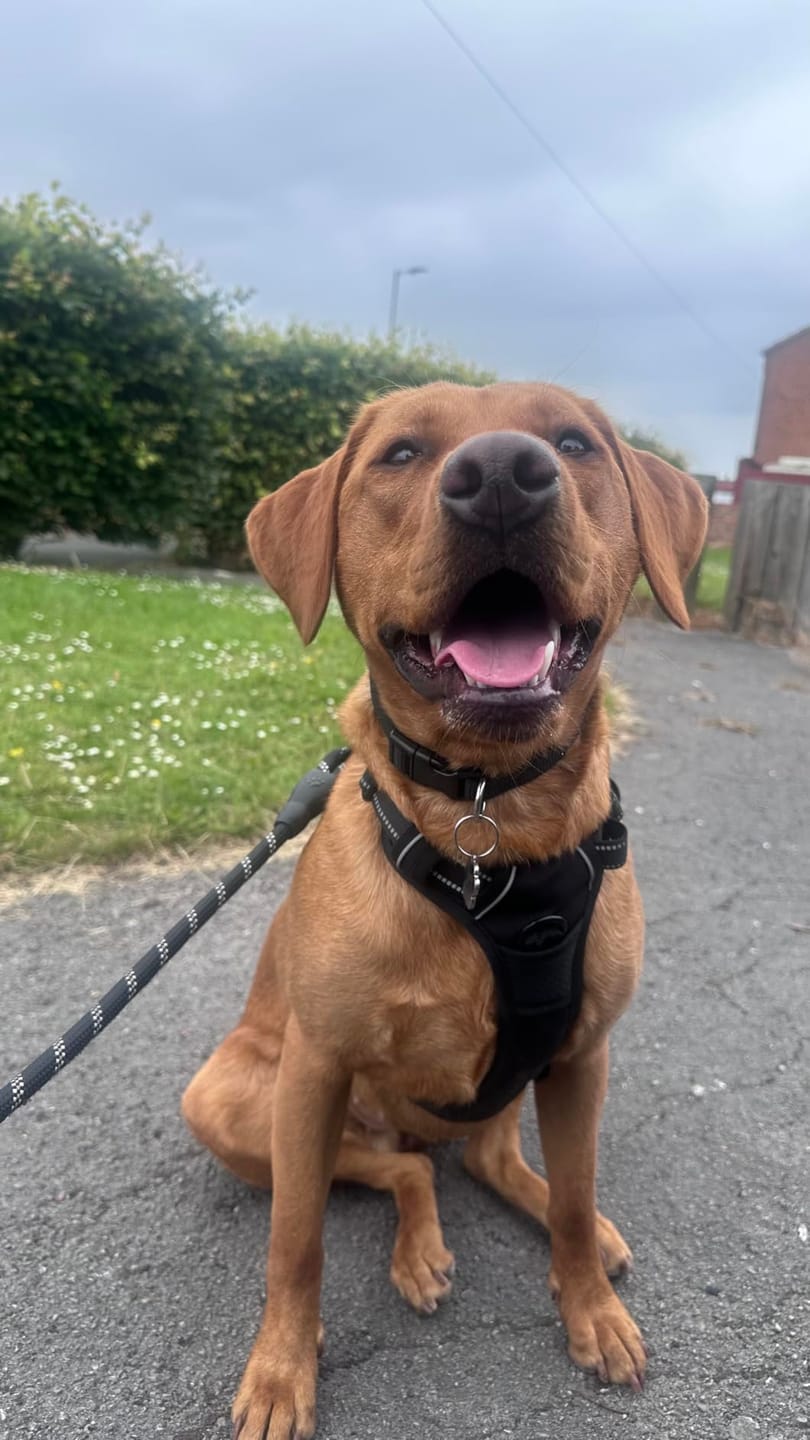 Customer photo review of Calm & Paw GiroSuave™