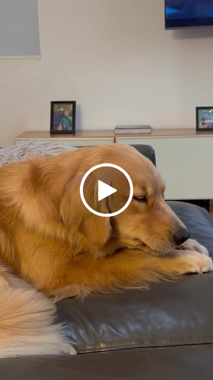Customer video review of Ostrich Long Tendon (16" x 2.5" x 1"): The Satisfying, All-Natural Chew for Dental Health & Joint Support