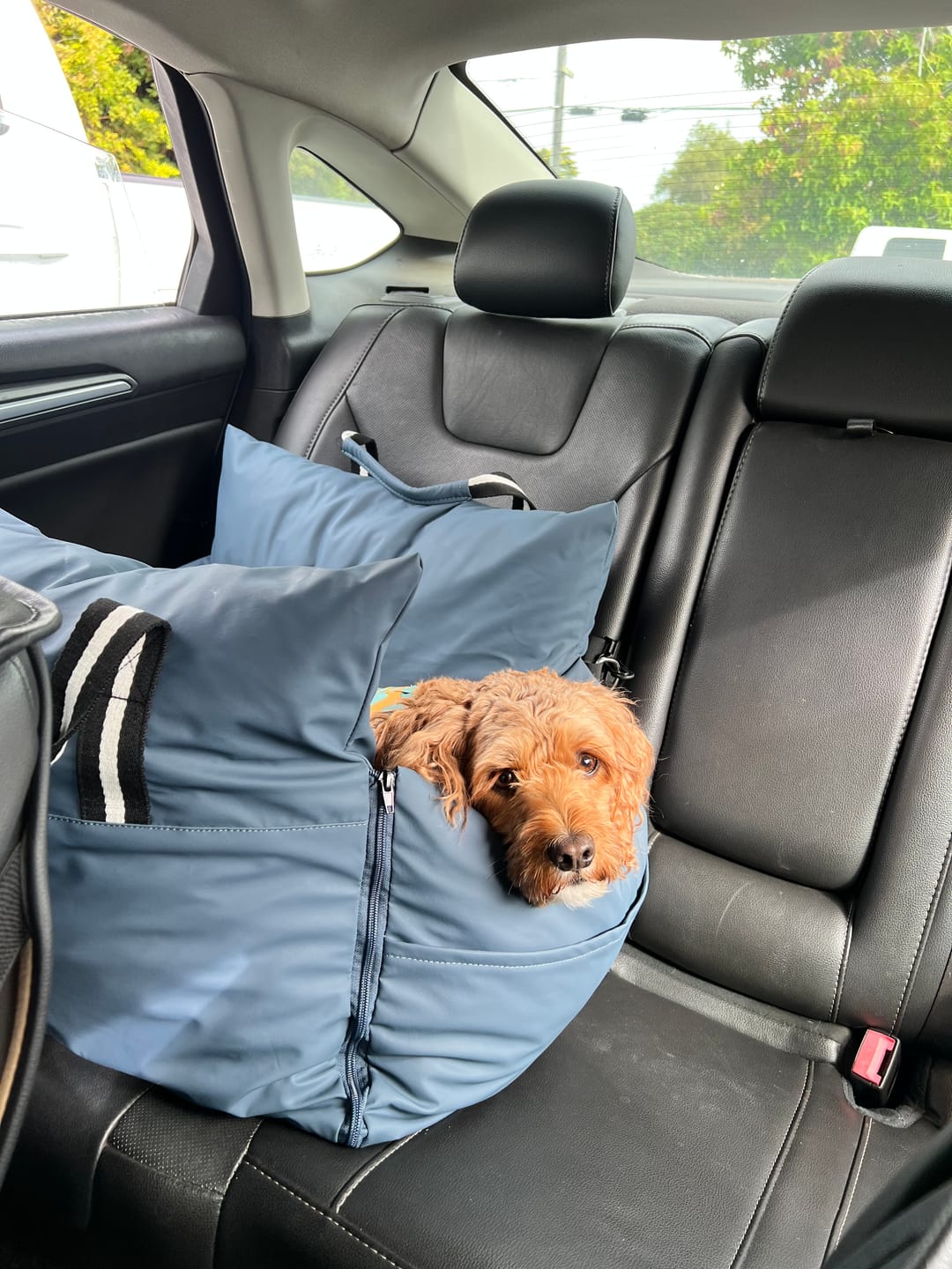Customer photo review of Dog Dock V2 New With Latch Anchors PRE ORDER