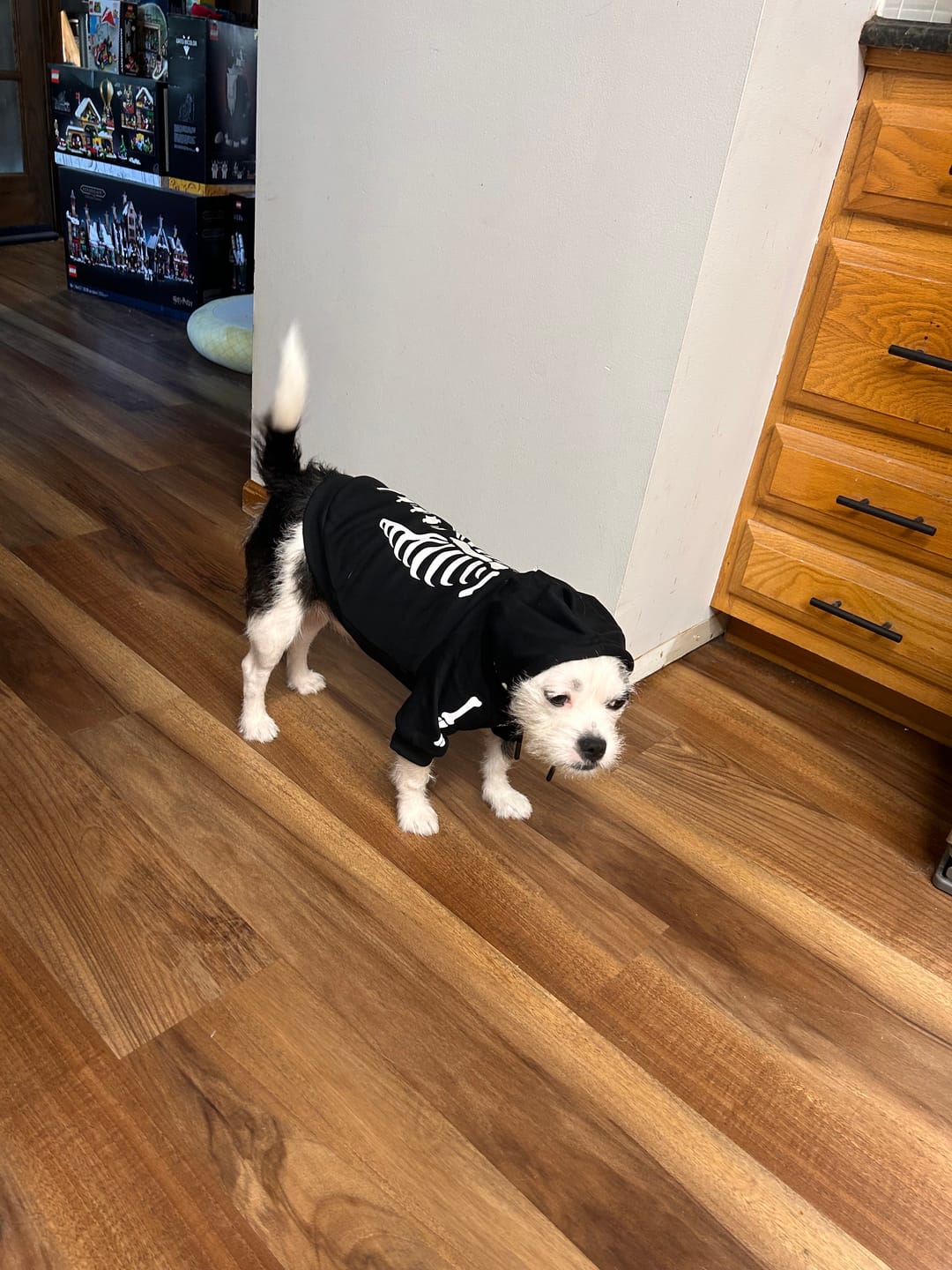 Customer photo review of Halloween Dog Hoodie - Reflective Skeleton