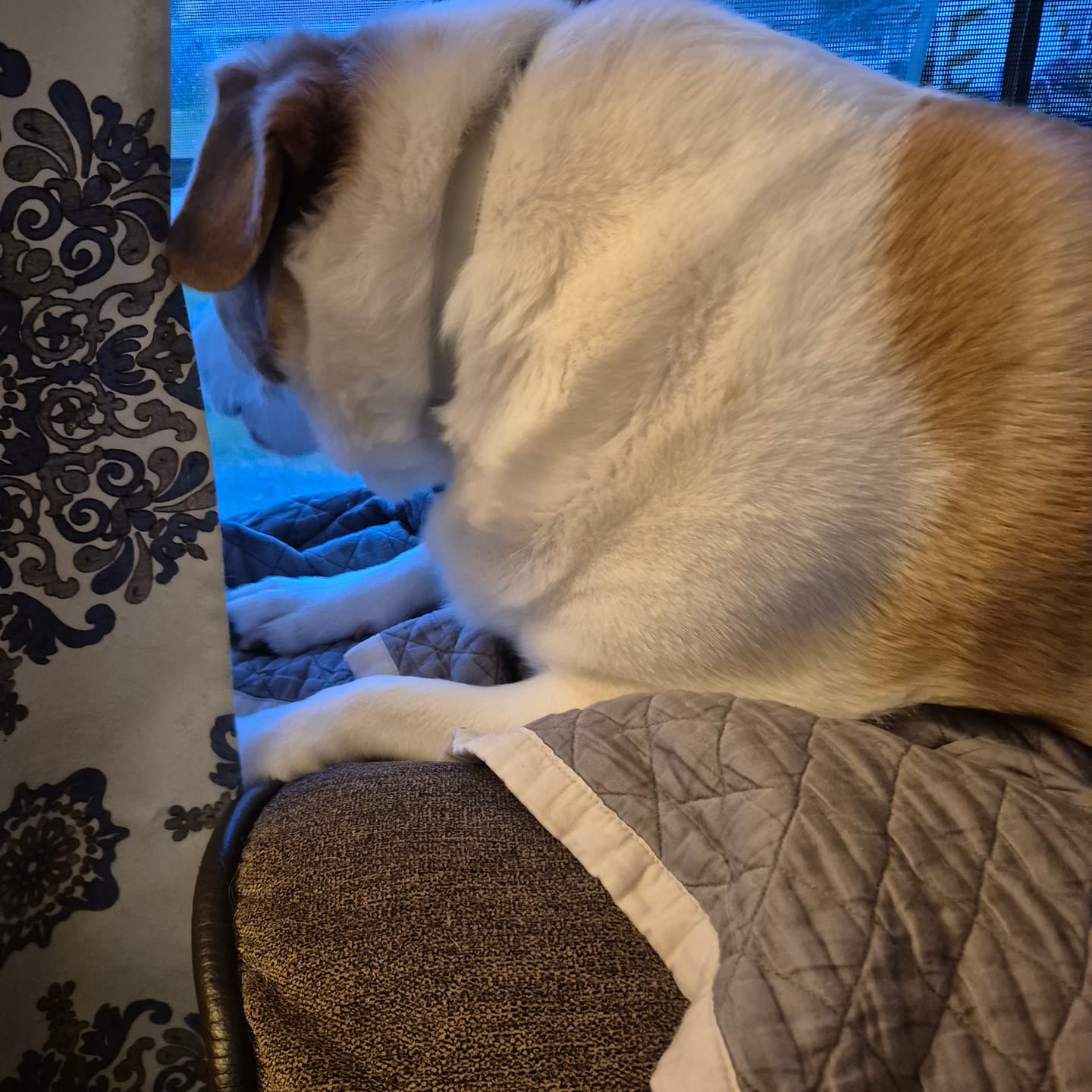 Customer photo review of FurLife™ - 8 Months All Natural Flea and Tick Collar for Dogs