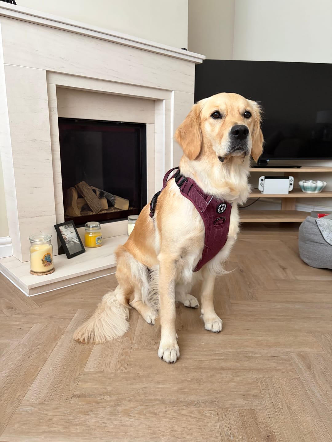 Customer photo review of Trail & Glow® Dog Harness - Mulberry Tweed