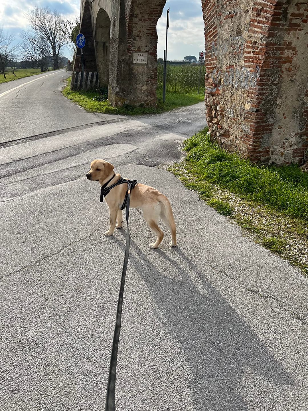 Customer photo review of Calm & Paw GiroSuave™