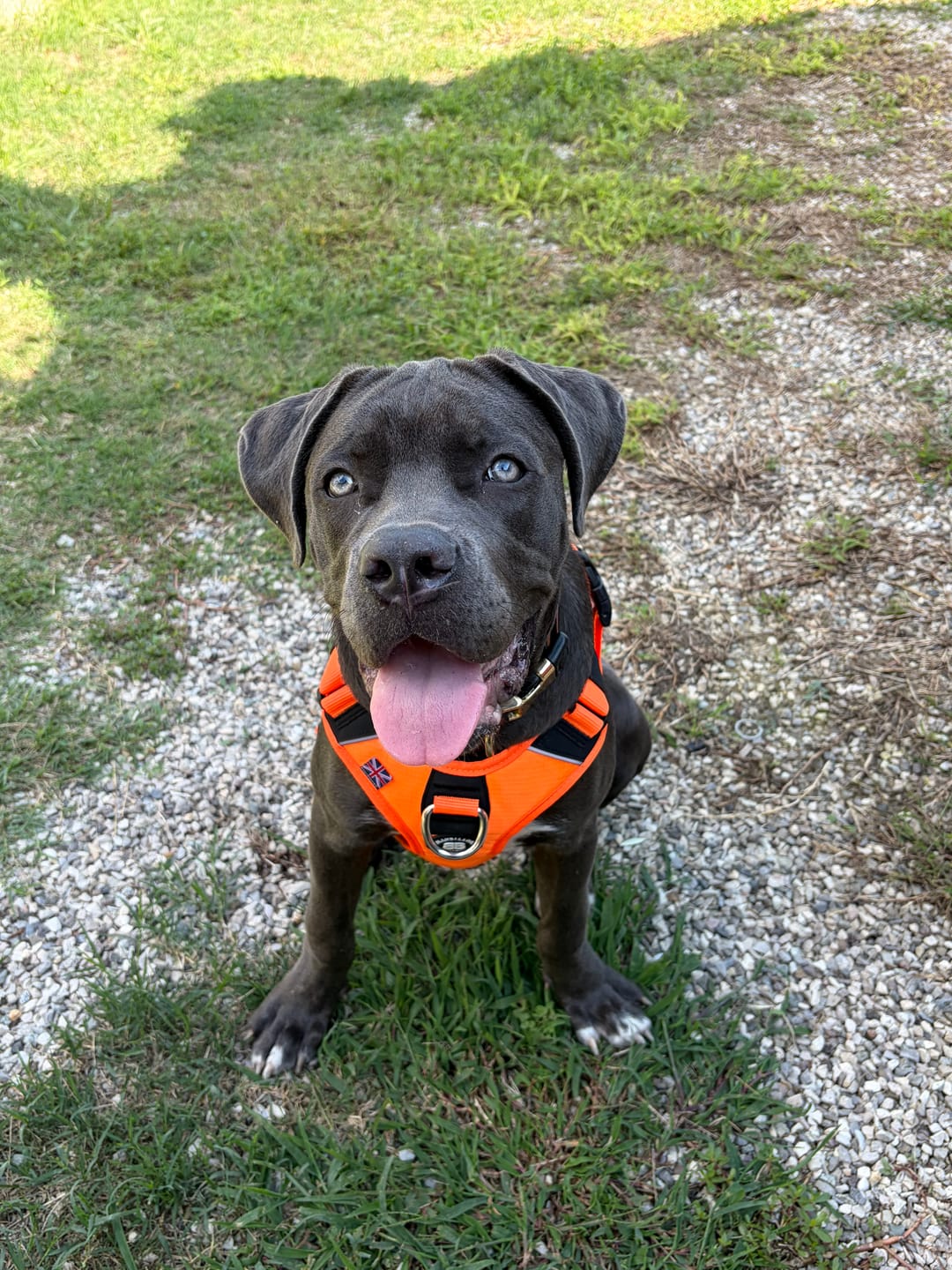 Customer photo review of Anti Pull Hurricane Harness Lighter | With Handle - Orange