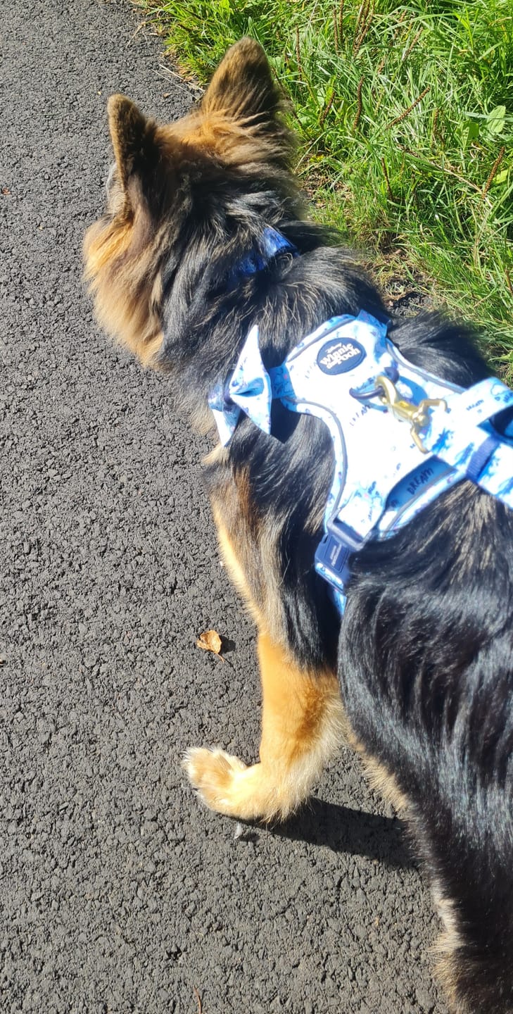 Customer photo review of Disney© Tough Trails™ Harness - Eeyore