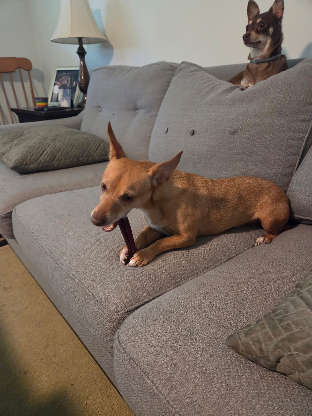 Customer photo review of 6 Inch Standard Bully Stick