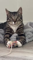 Customer photo review of Purectik Kedi/Köpek Sakinleştirici Set