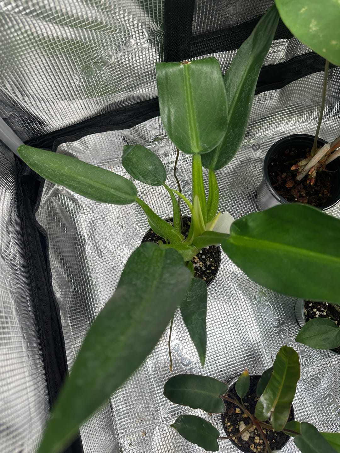 Customer photo review of Philodendron martianum 'Fat Boy'