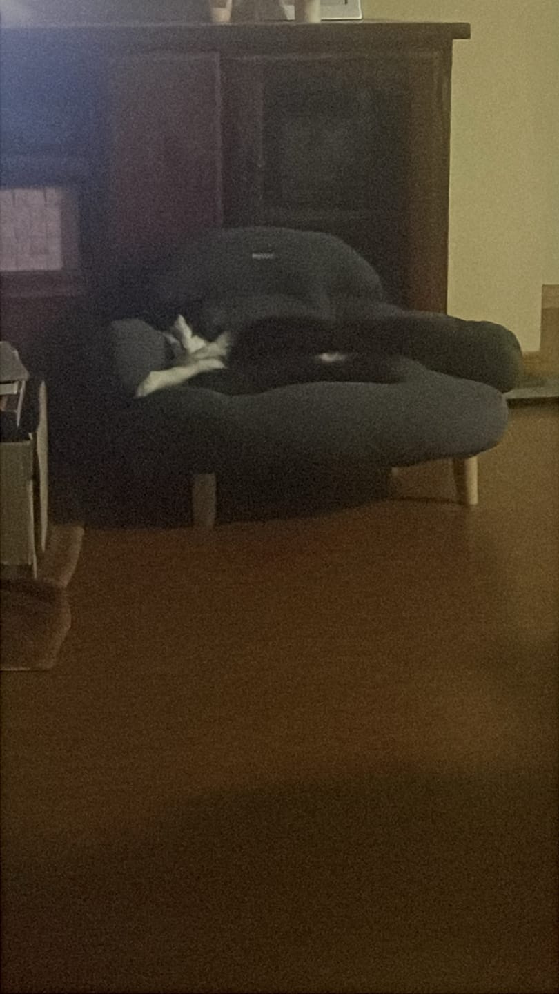 Customer photo review of CloudNest Elevated Pet Sofa Bed