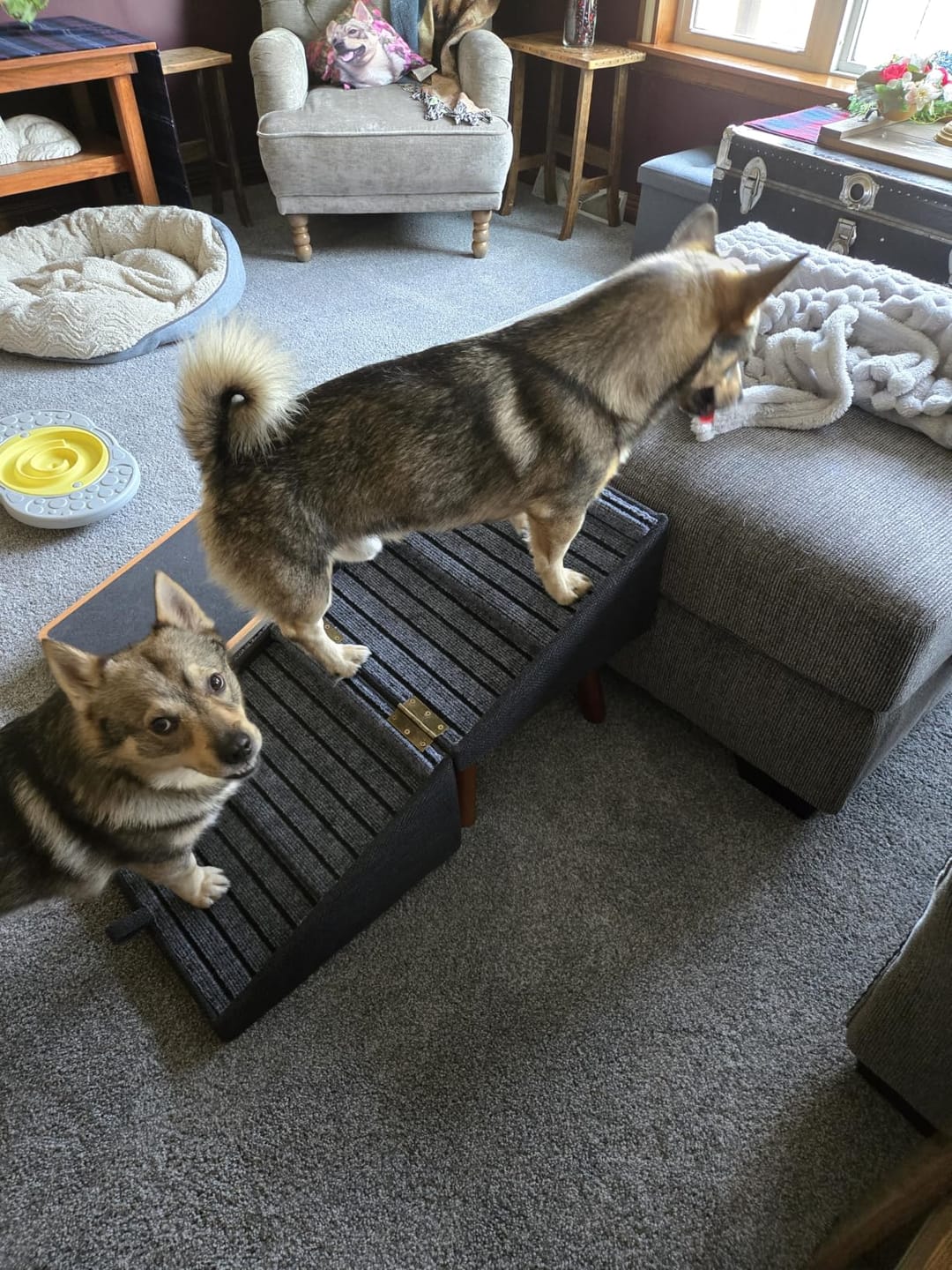 Customer photo review of 2-in-1 Foldable Dog Stairs Ramp for Bed and Couch