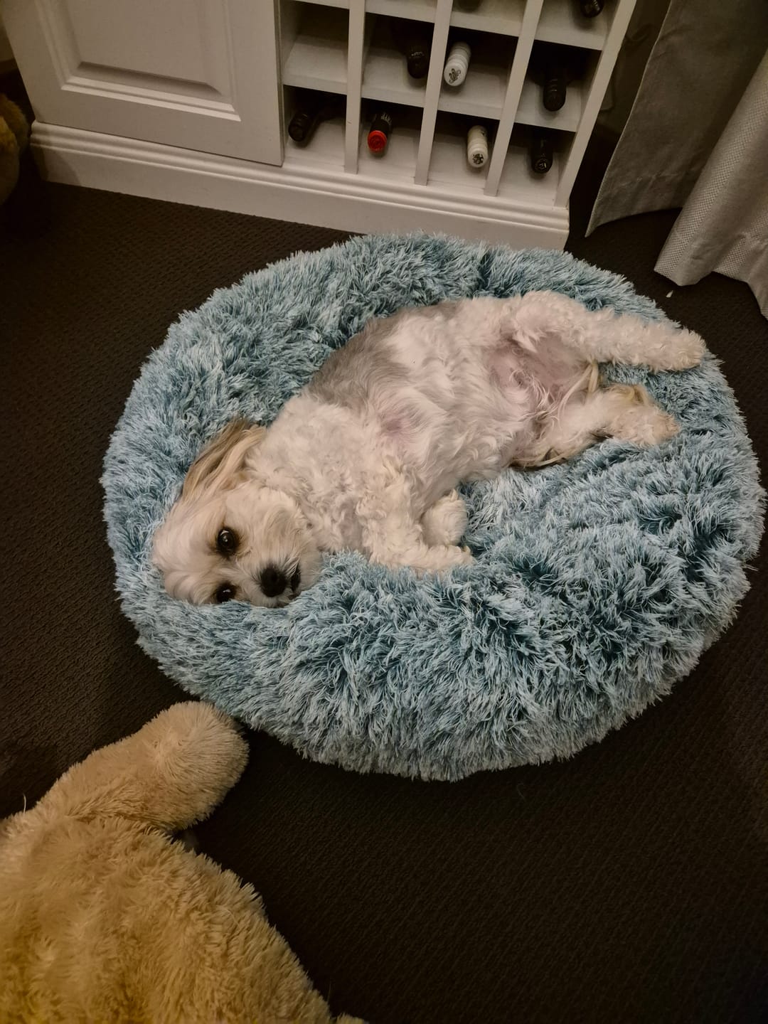 Customer photo review of Calming Pet Bed with Removable Cover