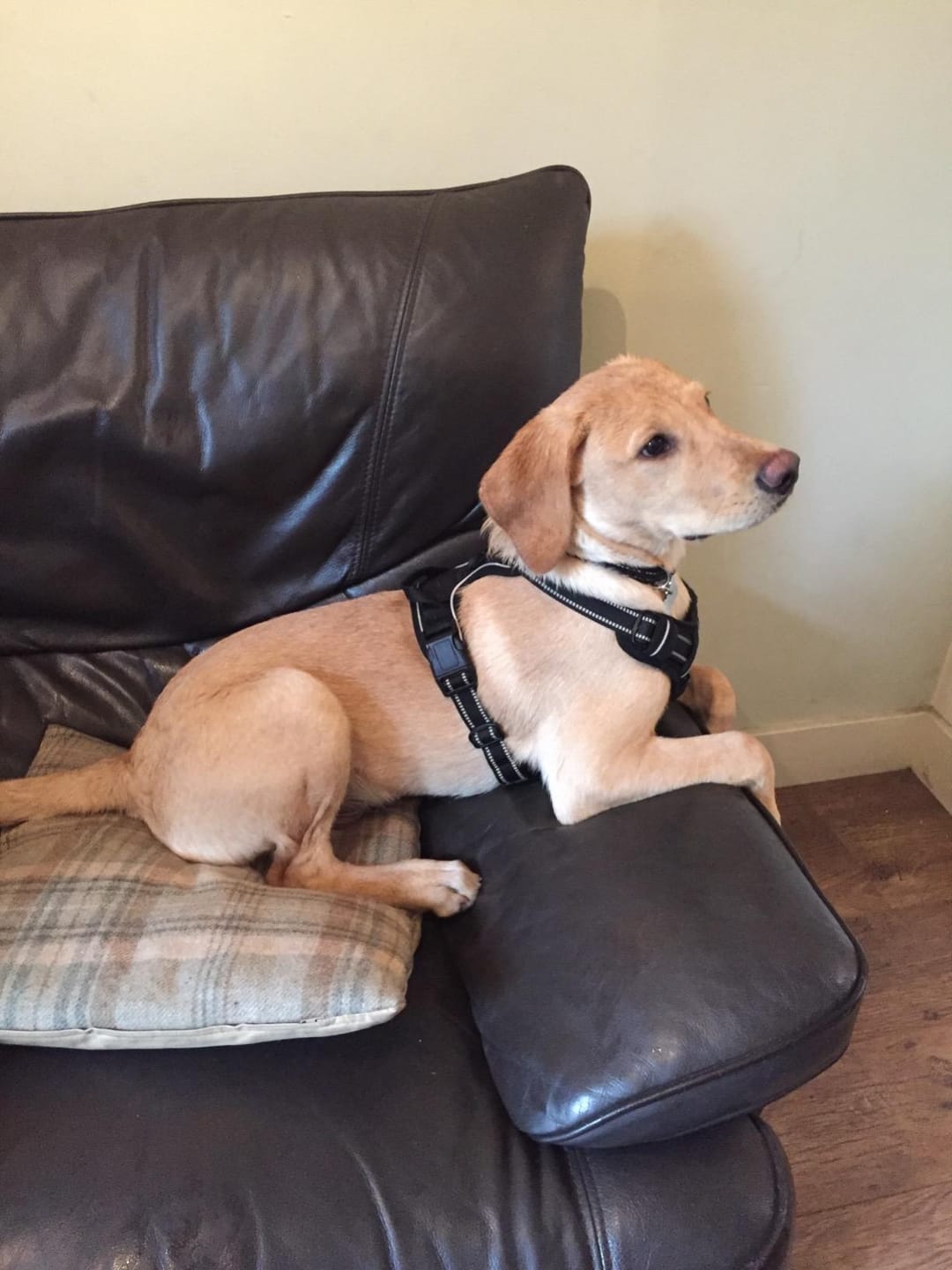 Customer photo review of Calm & Paw GiroSuave™