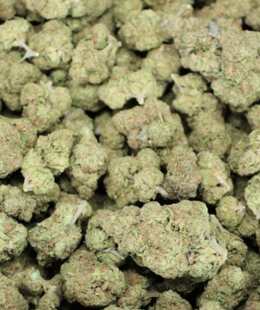 Customer photo review of Blackberry Diesel THCA Flower