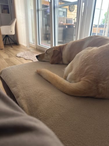 Customer photo review of Devano - Individuelles Autositzkissen