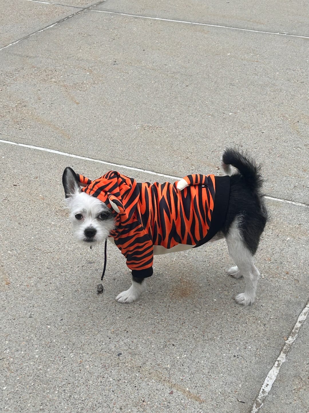 Customer photo review of Halloween Human Hoodie - Tiger