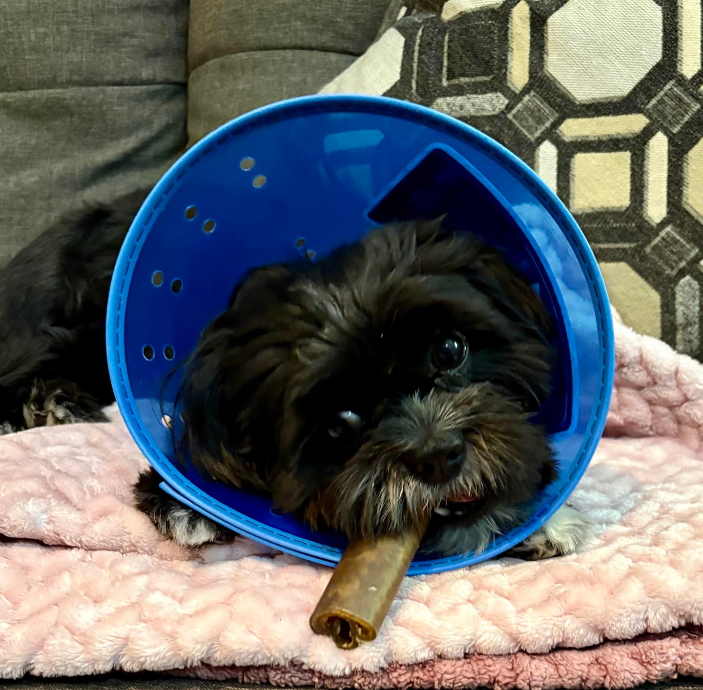 Customer photo review of Wholly Pup Gift Card