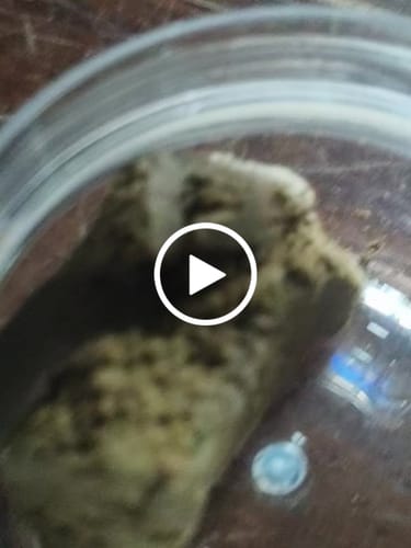 Customer video review of THC-A  50% Hash Dry Sift