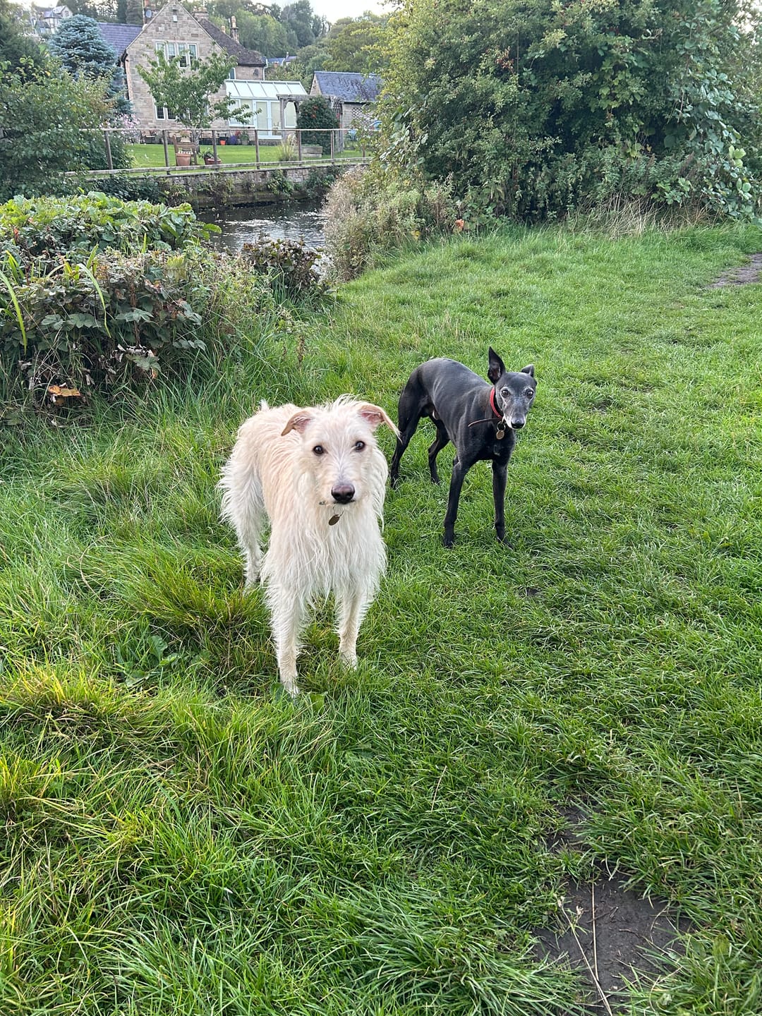 Customer photo review of Original Beef - Adult Dry Dog Food 15Kg