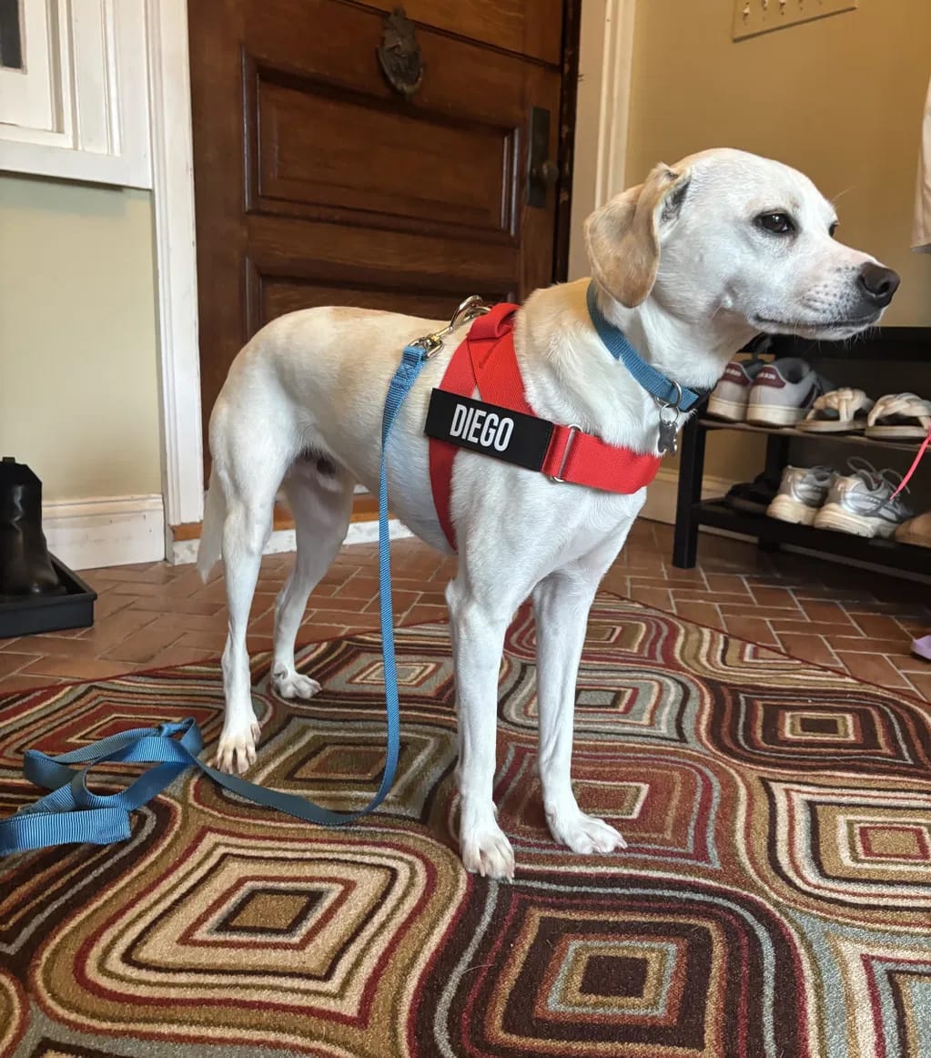 Customer photo review of DogFriend™ Arnés Antitirones Personalizado