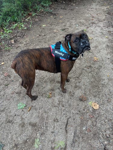 Customer's Dogshood No Pull Harness with blue star pattern and Mooky name tag, worn by a dog on a dirt trail.