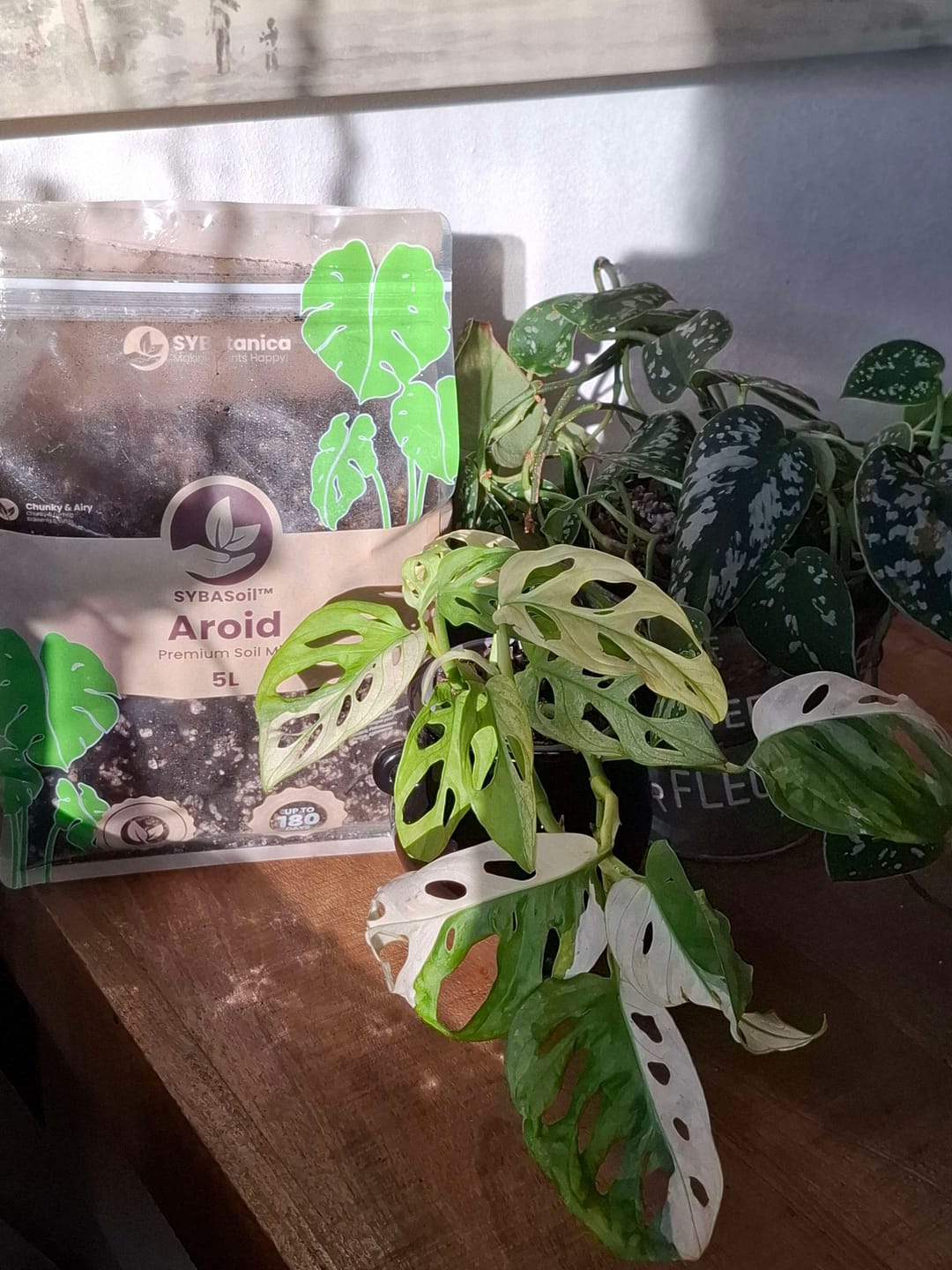 Customer photo review of Aroid Mix (Monstera e.t.c.)