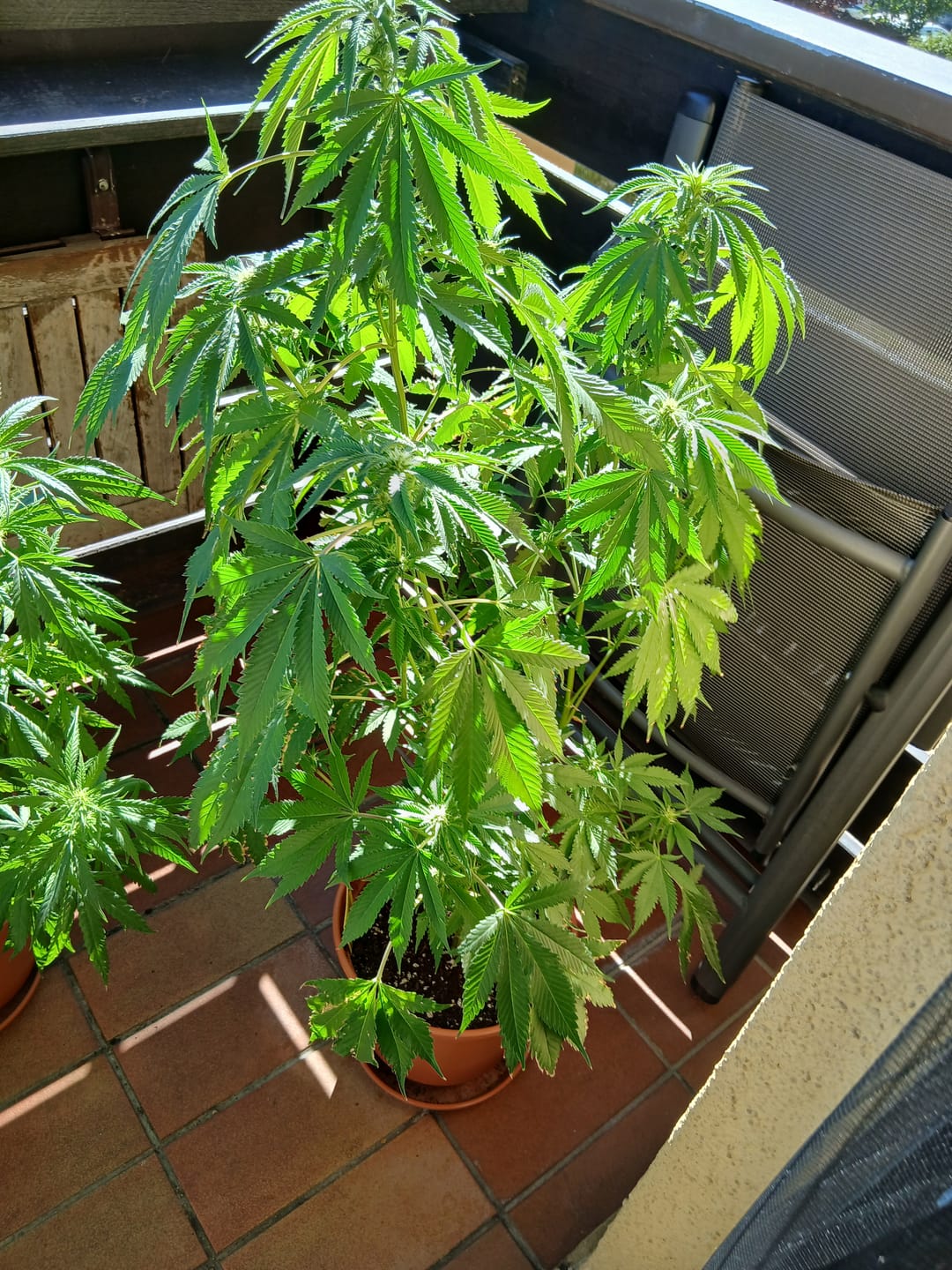 Customer photo review of Hanfstecklinge | Blackberry Moonrock