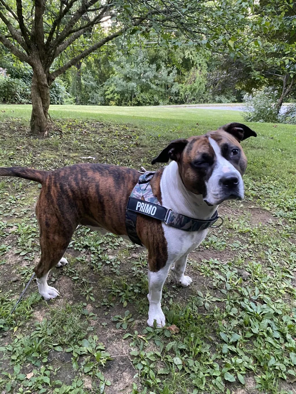 Customer photo review of DogFriend™ Arnés Antitirones Personalizado