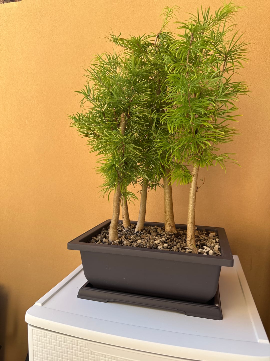 Customer photo review of Bundle 8 Video Corsi di Lavorazione Bonsai