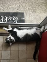 Customer photo review of Purectik Kedi/Köpek Sakinleştirici Set