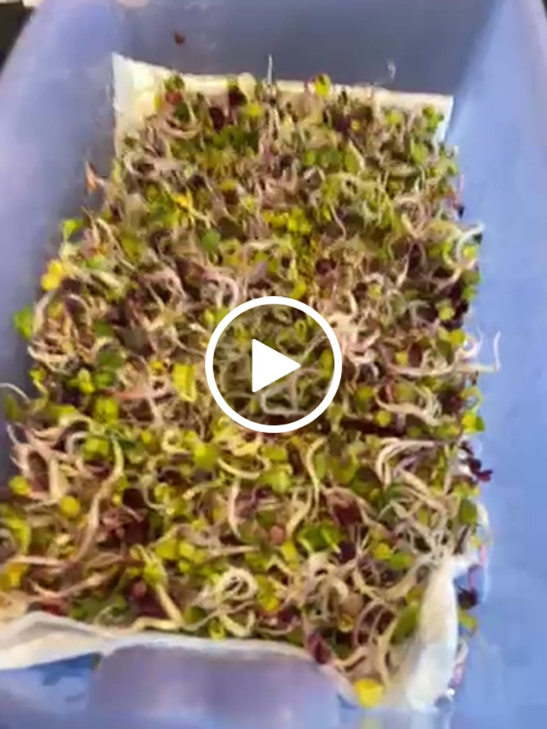 Customer video review of Rettich-Mix Sprossensamen Bio 250g
