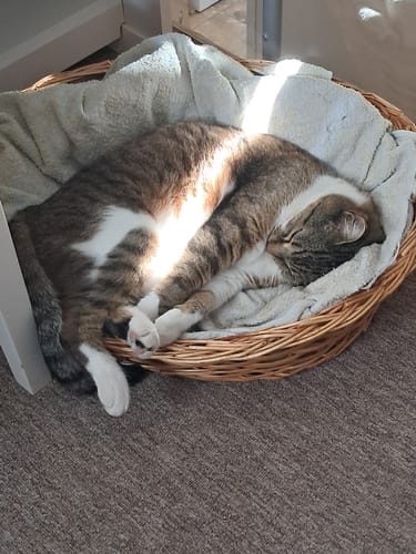 Customer's cat sleeping in a cozy, round wicker basket after eating Croquettes Chat Stérilisé Sans Céréales