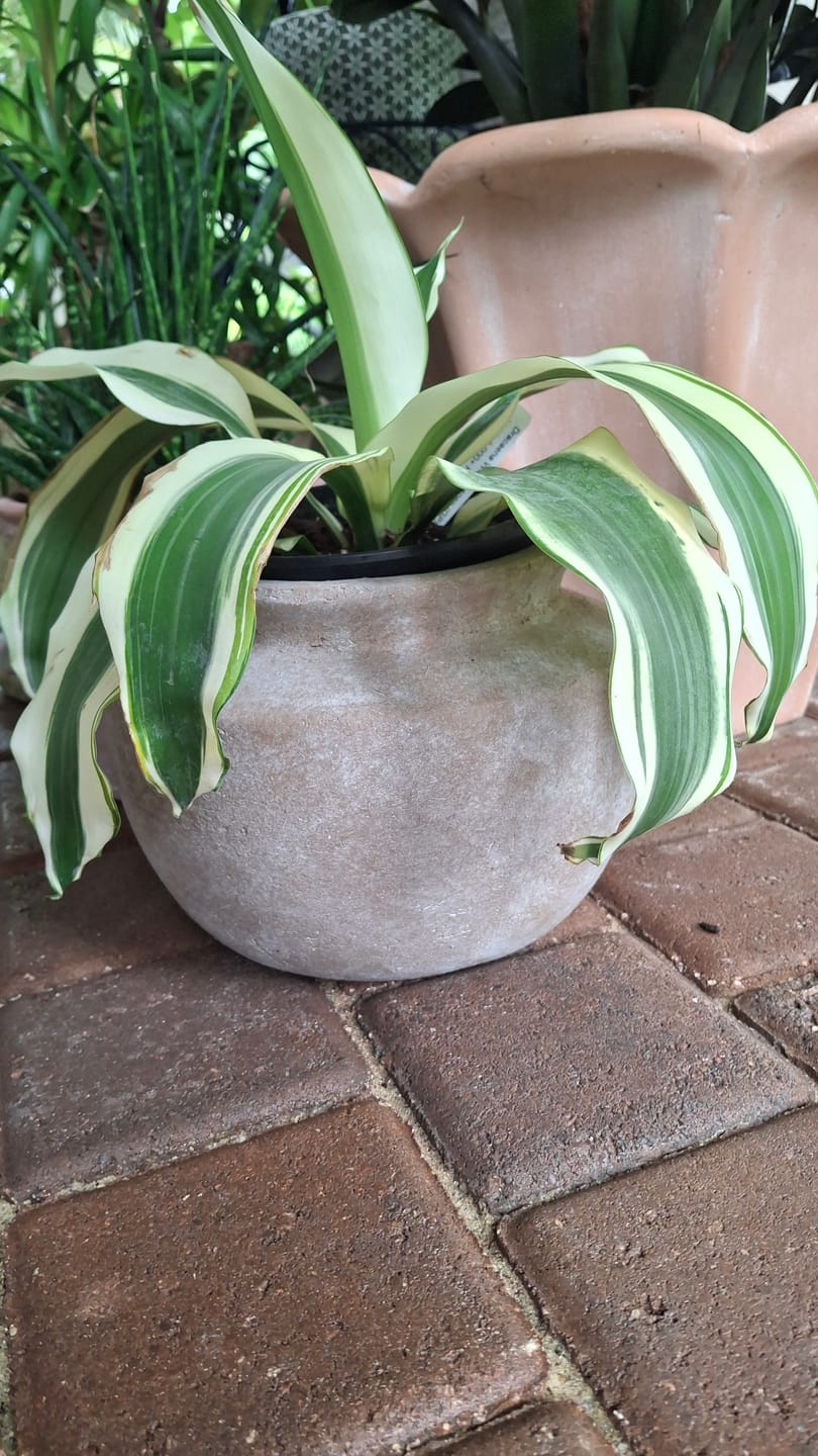 Customer photo review of Weathered Terracotta Vase
