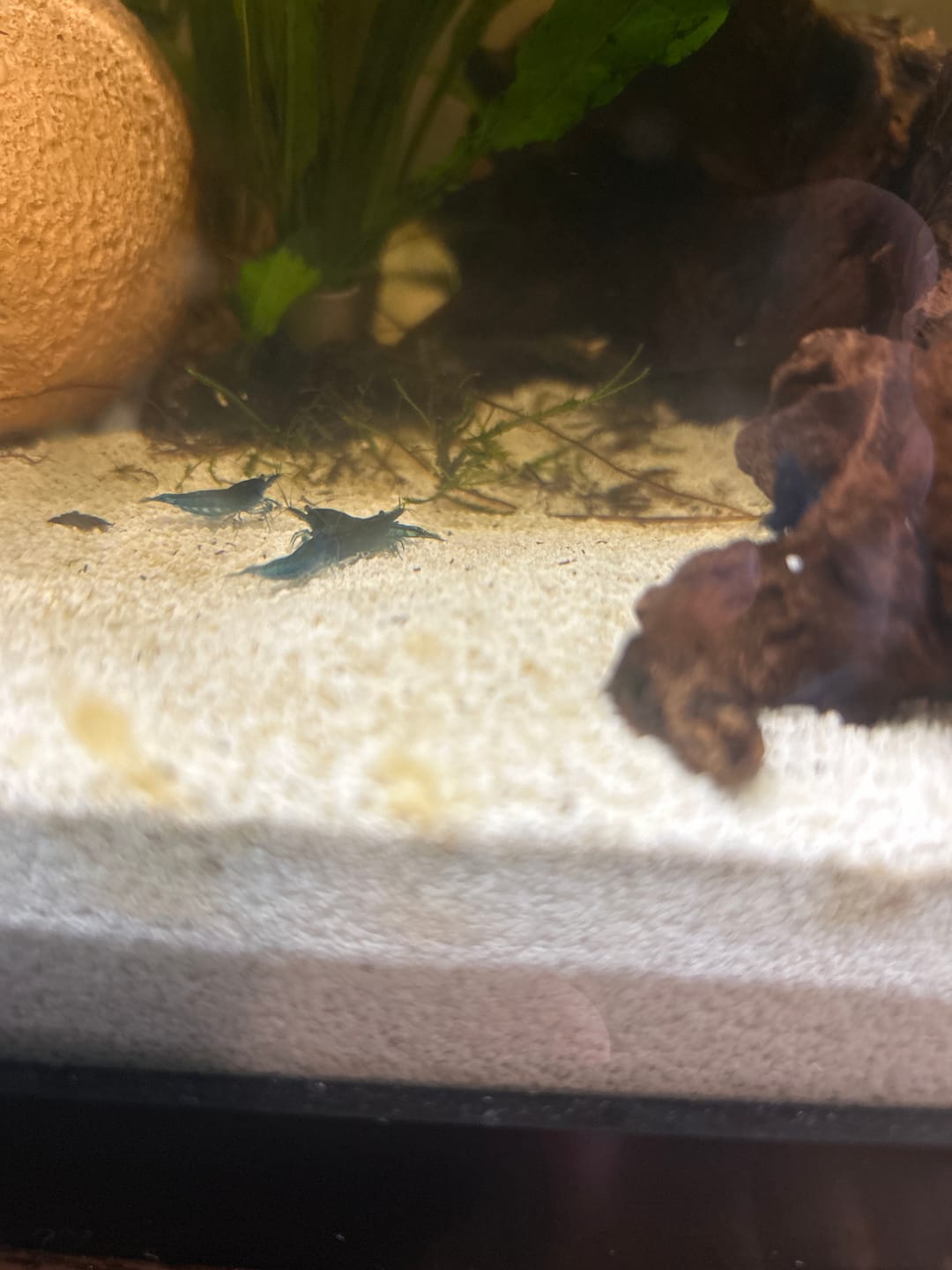 Customer photo review of Blue Dream Shrimp