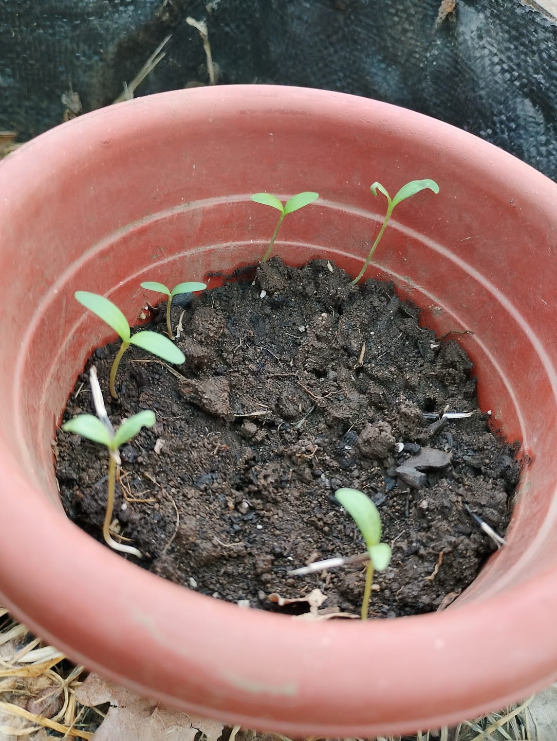 Customer photo review of Semillas Marigolds Kilimanjaro white y yellow