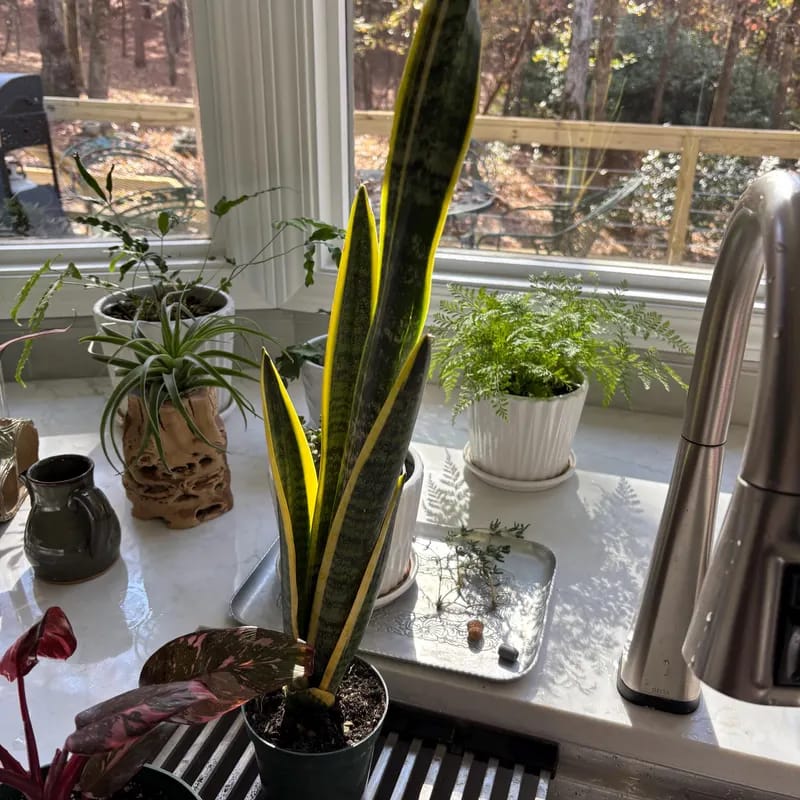 Customer photo review of Snake Plant in a 4.5” nursery, Air purifying plant, Best indoor air purifier, Low light houseplant, Sansevieria plant, Easy care houseplant