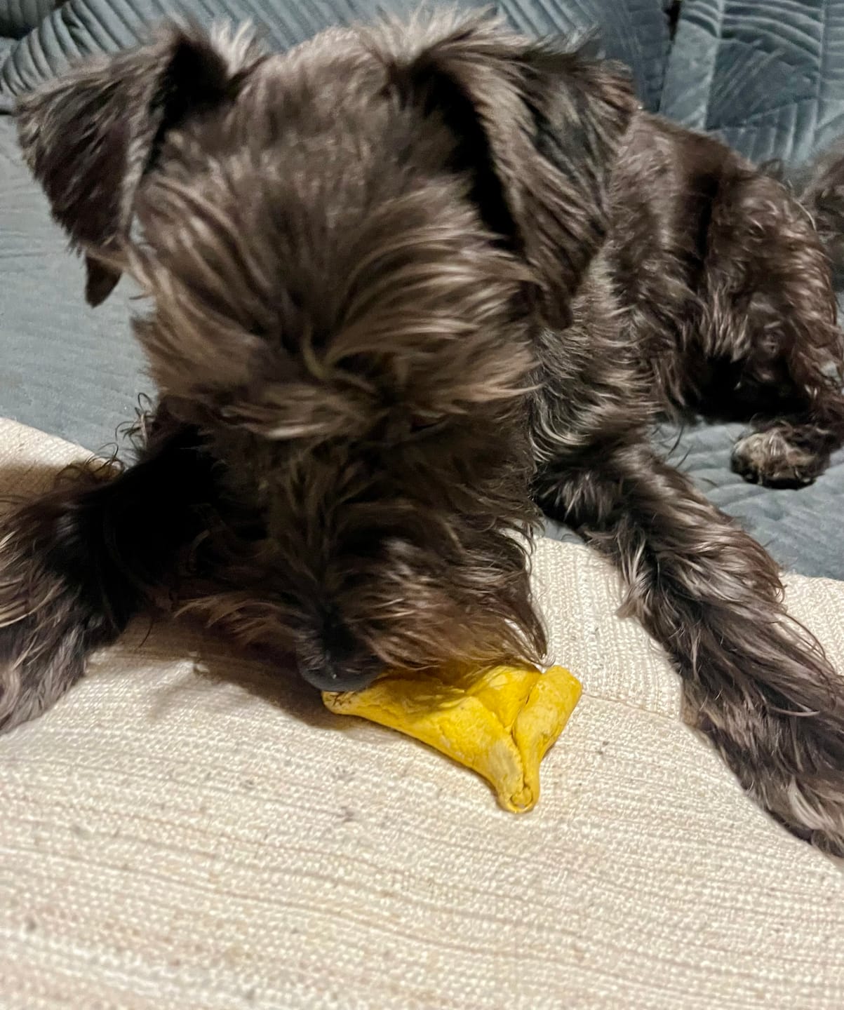 Customer photo review of Pack Dieciochero Perruno
