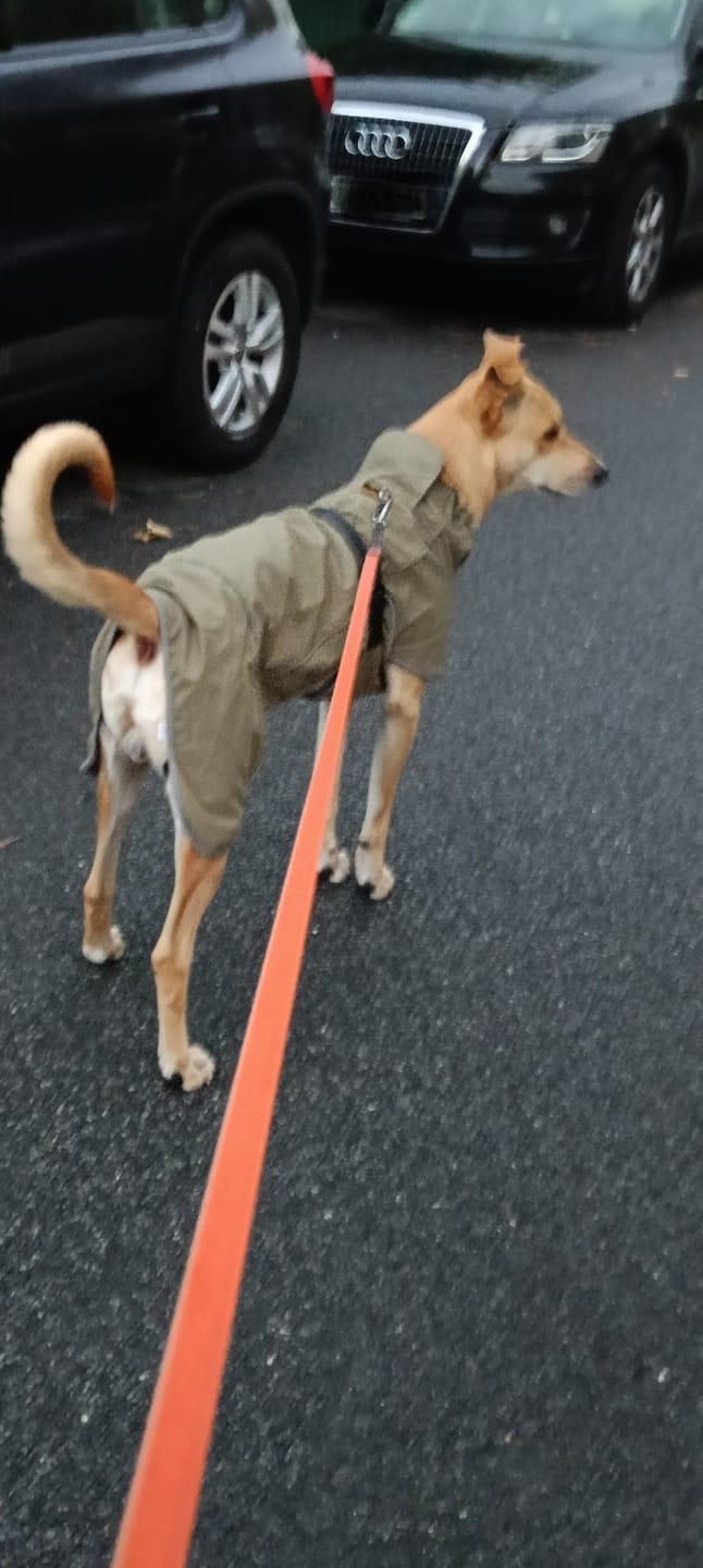 Customer photo review of TruePet Hundemantel | Wasserdicht beschichtet + Fleece-Futter: warm UND trocken | Leinenöffnung am Rücken | S bis XXXL