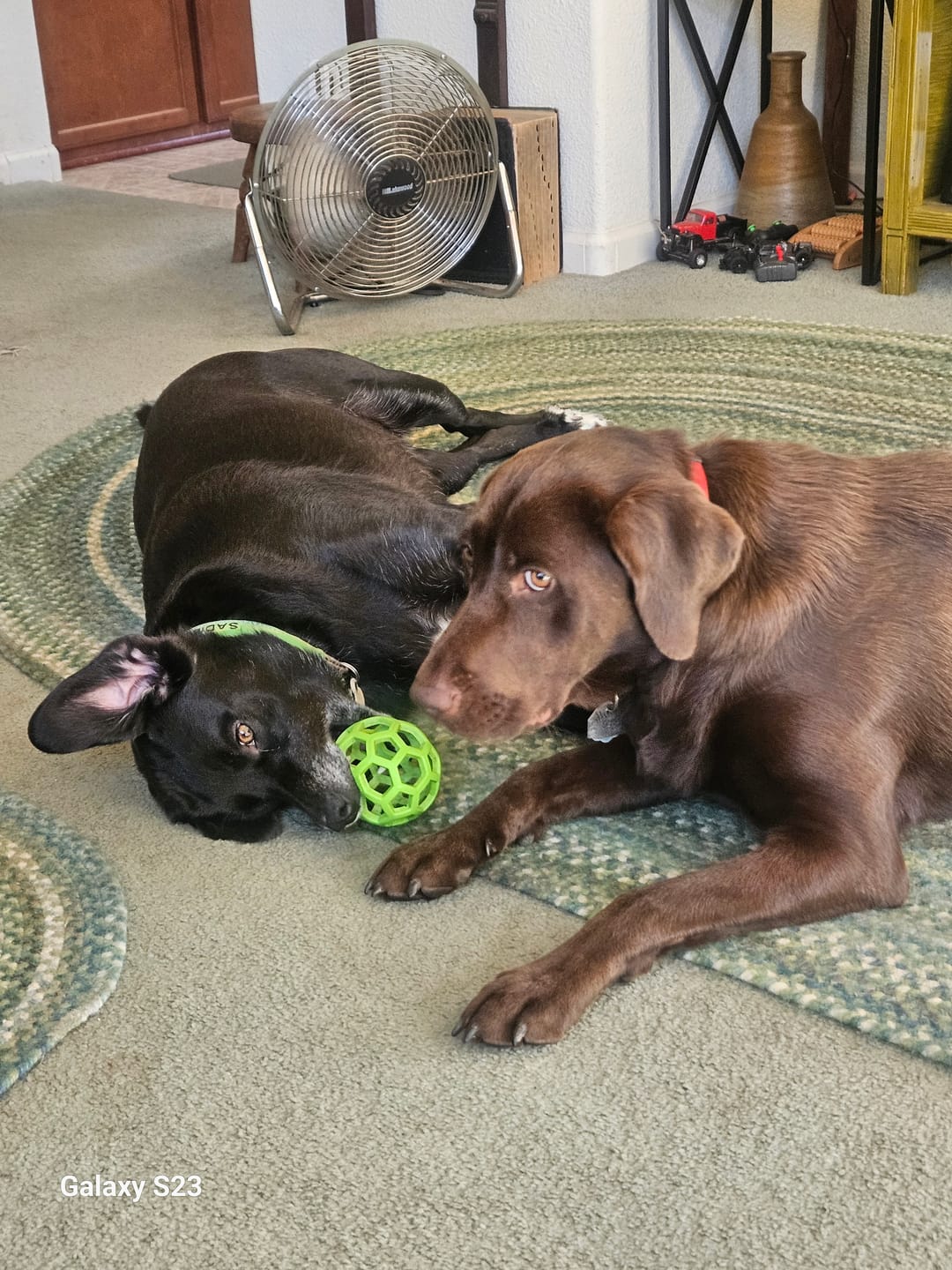 Customer photo review of FurLife™ 8 Months Flea and Tick Free