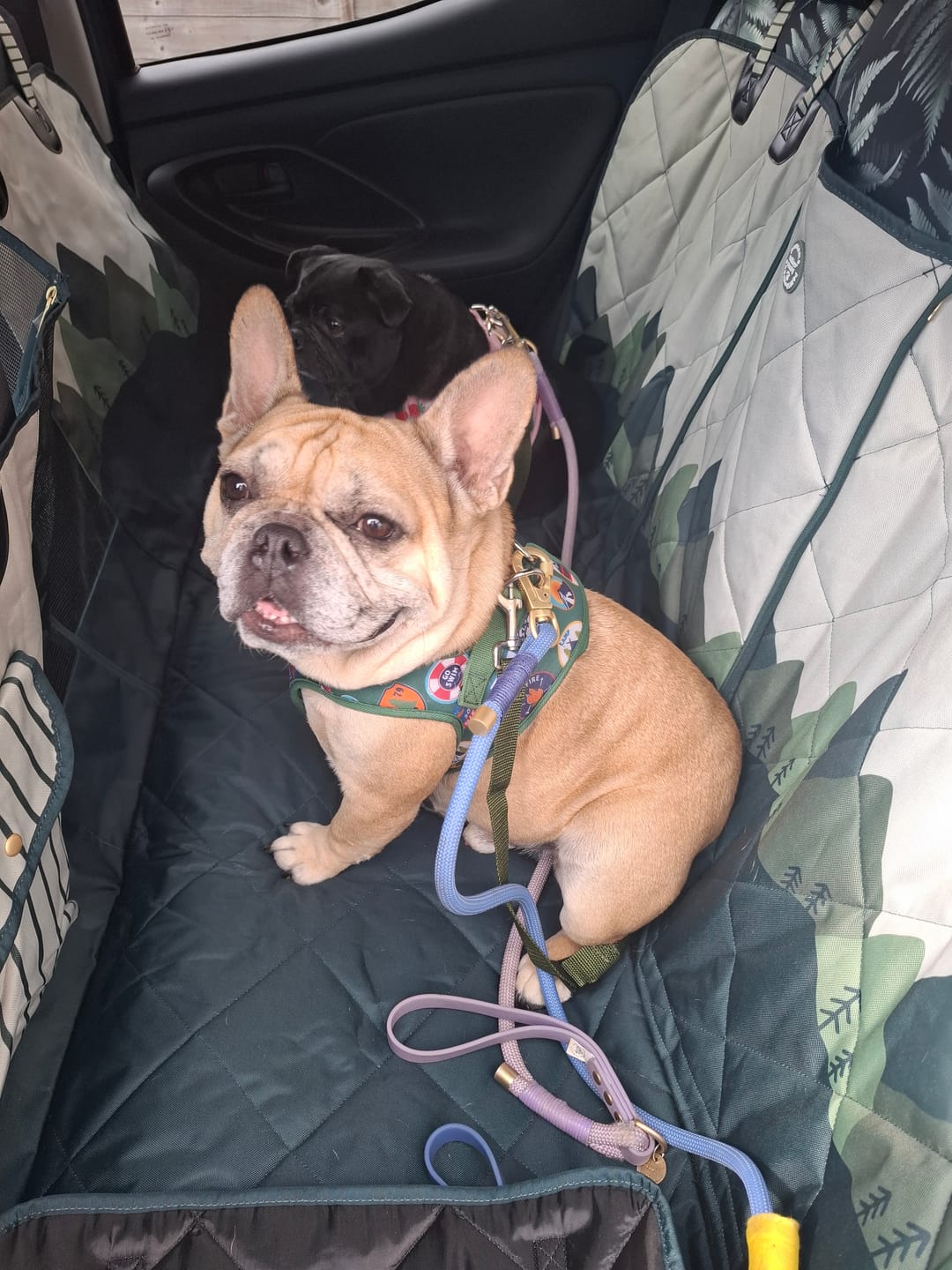 Customer photo review of Car Seat Cover - Walkies Ready® Forest Green