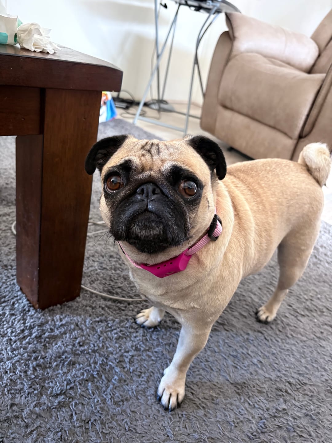 Customer photo review of FurLife™ 12 Months Flea and Tick Free