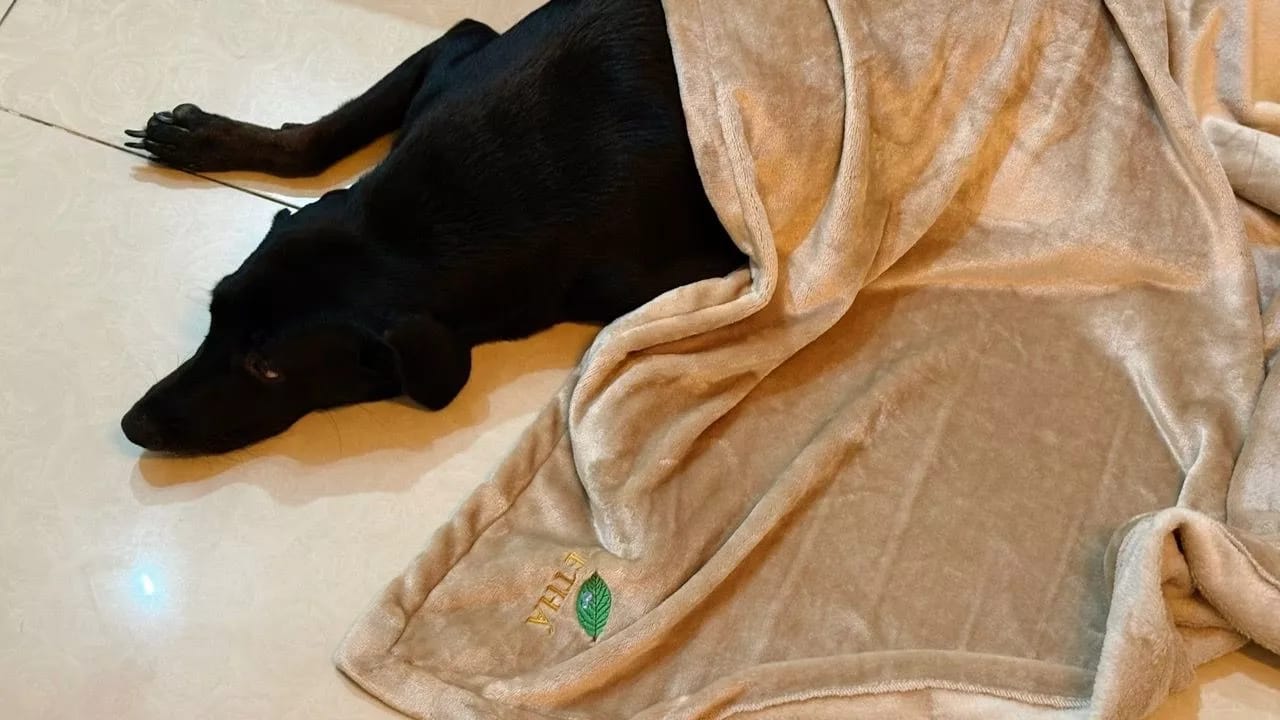 Customer photo review of GETHA Lux Blanket