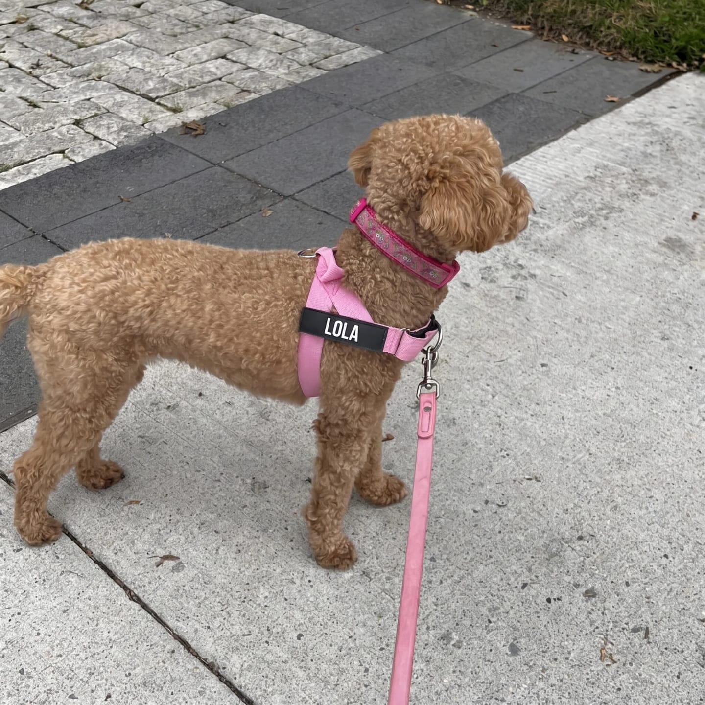 Customer photo review of DogFriend™ Arnés Antitirones Personalizado