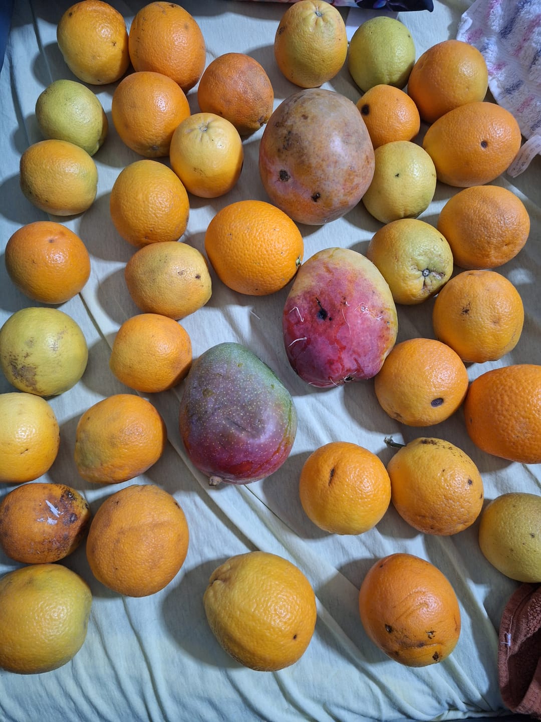 Customer photo review of Mango-Raritäten Mix von Julian Aktionswoche %