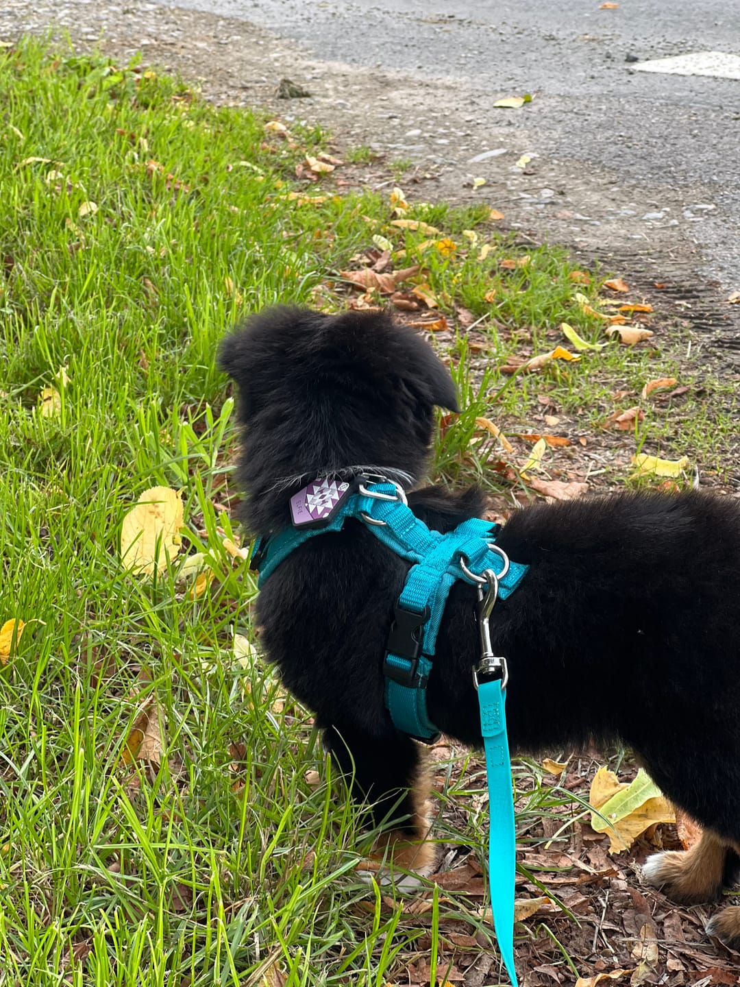 Customer photo review of Periwinkle Purple - Silent Dog ID Tag