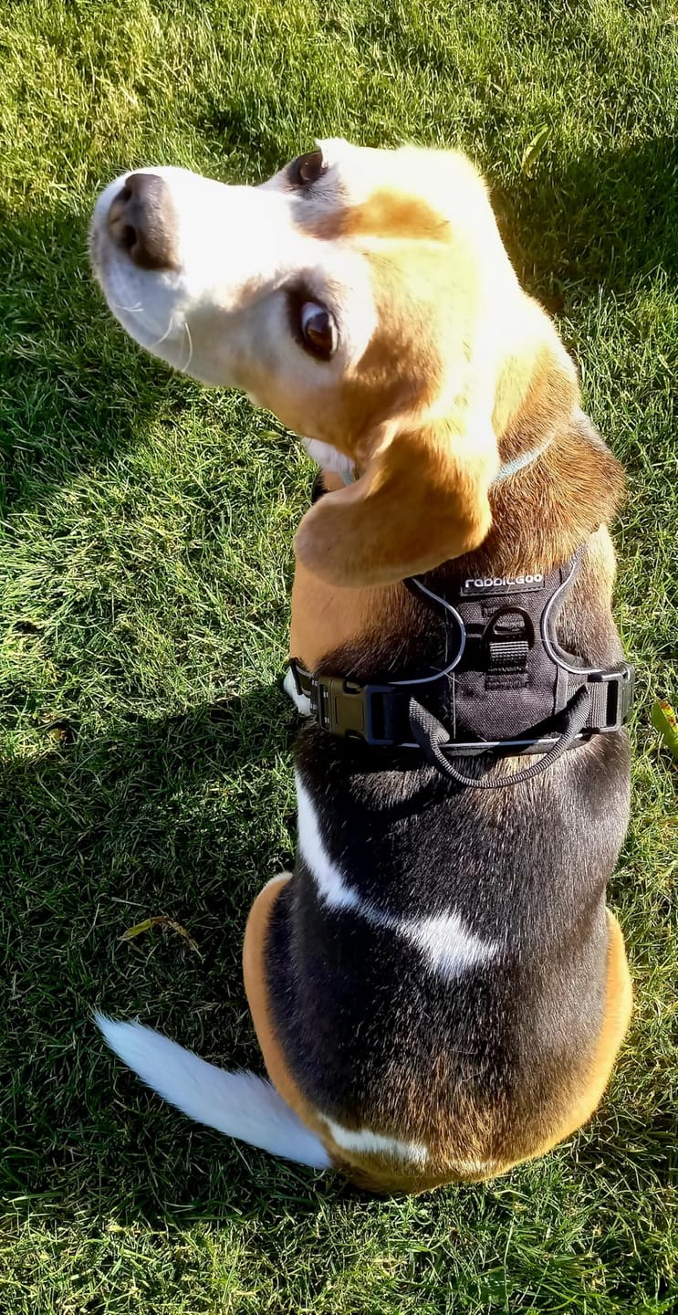 Customer photo review of Calm & Paw GiroSuave™